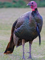 Wild Turkey 2