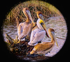 four pelicans