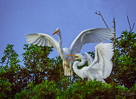two great egrets