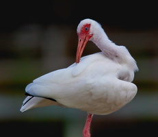 ibis grooming