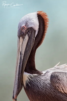 Pelican closeup RC B