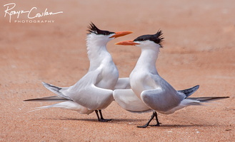 Royal Tern Courting