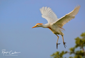 cattle egret fly web