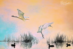 Egrets and Ducks Marsh W