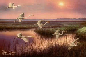 Great Egrets in Marsh
