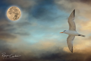 Moon and Tern W