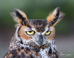 Owl Portrait w