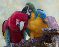 Parrot Friends 2