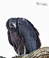 Vulture art B