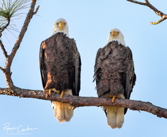 Two Eagles Look w sm