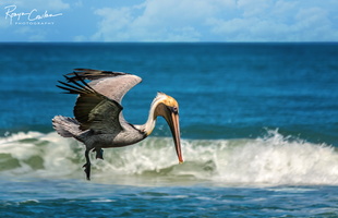 Pelican Poised for Dive w