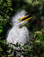 Great Egret Chick the loudest