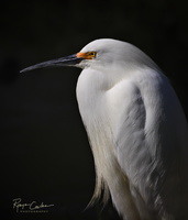 Snowy-Egret-Portrait