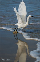 snowy egret beach wing display.